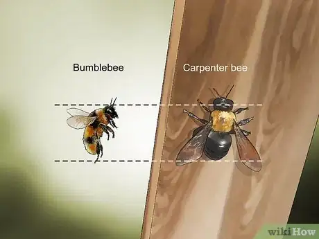 Imagen titulada Identify Carpenter Bees Step 4