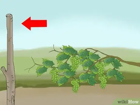 Imagen titulada Protect Grapes from Birds Step 8