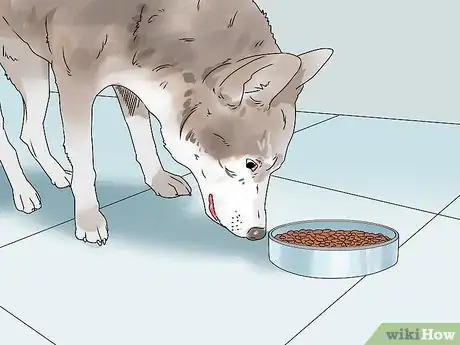 Imagen titulada Build a Dog's Muscles Step 4