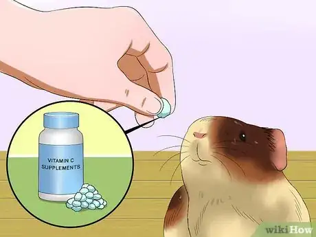 Imagen titulada Feed Guinea Pigs Vitamin C Step 6