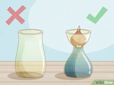 Imagen titulada Force Tulip Bulbs in Water Step 4
