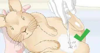 determinar si debes esterilizar a tu conejo