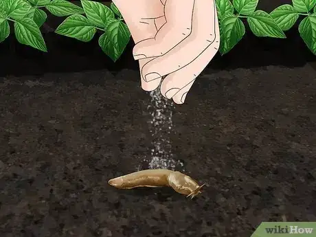 Imagen titulada Does Salt Kill Slugs Step 5
