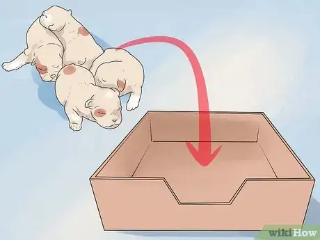 Imagen titulada Help Your Dog Whelp or Deliver Puppies Step 7