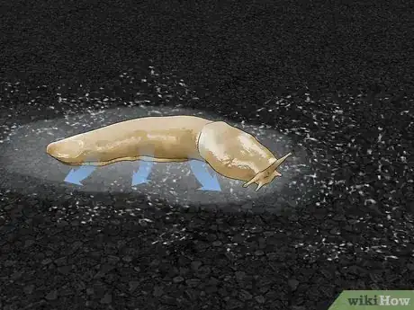 Imagen titulada Does Salt Kill Slugs Step 1