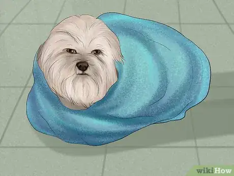 Imagen titulada Stop a Dog from Bleeding Step 3