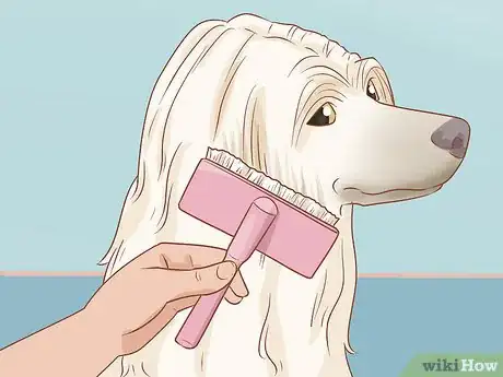 Imagen titulada Care for Dogs Step 9