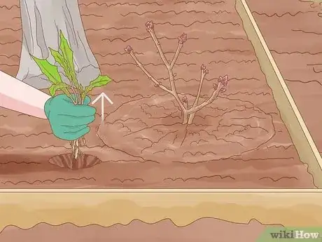 Imagen titulada Create Tree Flower Beds Step 11