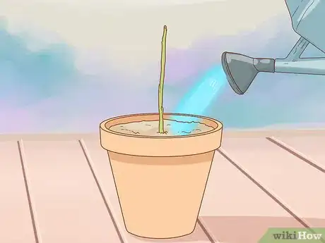 Imagen titulada Propagate Bougainvillea Step 6