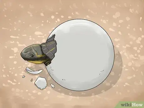 Imagen titulada Tell the Age of a Tortoise Step 1