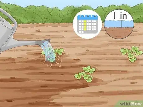Imagen titulada Grow Strawberries Step 16