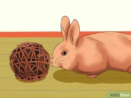 Imagen titulada Train a Rabbit to Stop Chewing Carpet Step 6