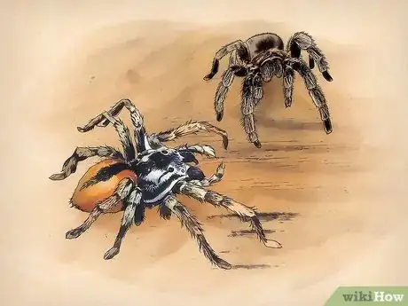 Imagen titulada Keep Spiders As Pets Step 1