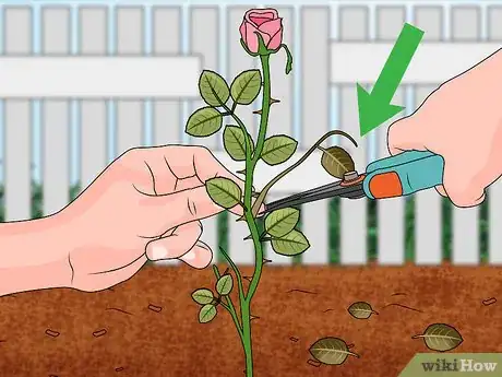 Imagen titulada Propagate Roses Step 24