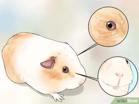 Imagen titulada Breed Standard Guinea Pigs Step 5