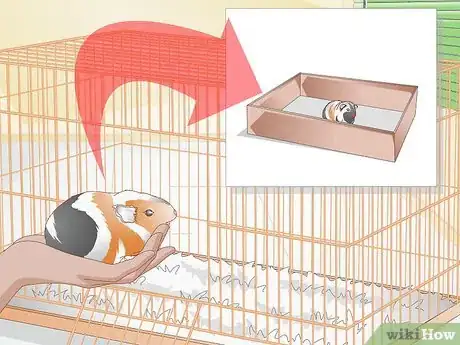 Imagen titulada Clean up After Your Guinea Pig Step 12