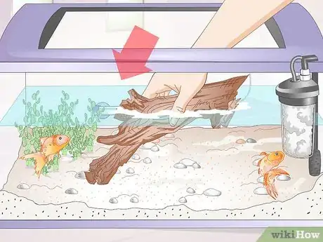 Imagen titulada Introduce a Pleco to a Goldfish Tank Step 5