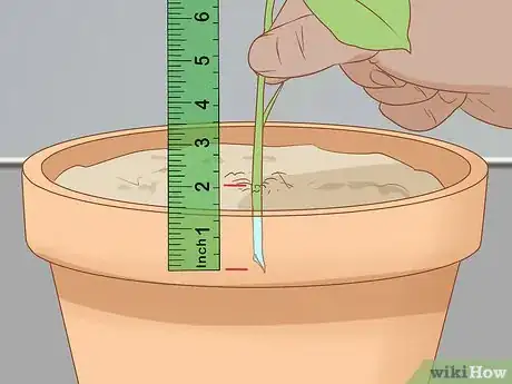 Imagen titulada Propagate Bougainvillea Step 5