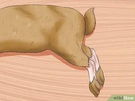 Imagen titulada Care For an Elderly Rabbit Step 4