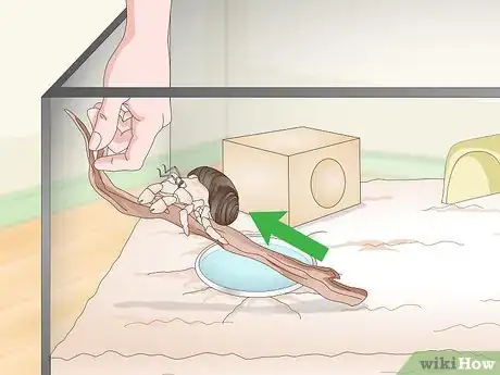 Imagen titulada Play With Your Hermit Crab Step 7