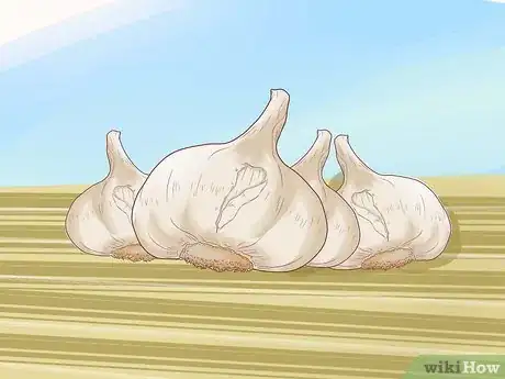 Imagen titulada Plant Garlic Step 13