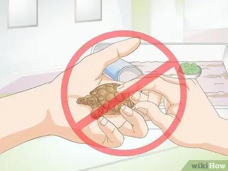 Imagen titulada Take Care of a Baby Tortoise Step 11