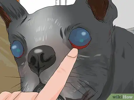 Imagen titulada Treat Eye Problems in Boston Terriers Step 17