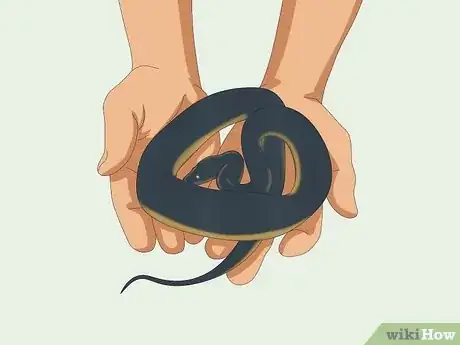 Imagen titulada Hold a Snake Step 13