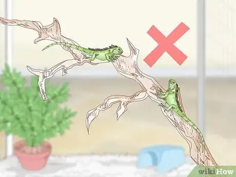 Imagen titulada Care for an Iguana Step 16