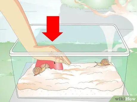 Imagen titulada Build a Snail House Step 10