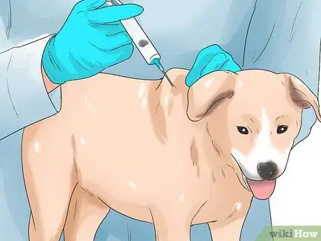 Imagen titulada Prevent Parvovirus in Dogs Step 2