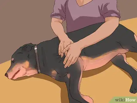 Imagen titulada Treat Dysplasia in Rottweilers Step 9