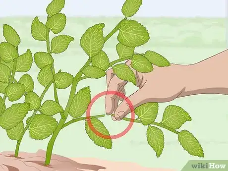 Imagen titulada Prune Oregano Step 4
