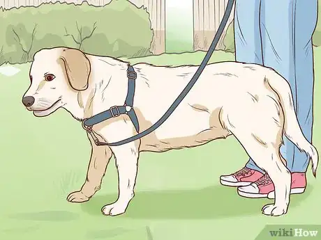 Imagen titulada Know if Your Dog Has a Slipped Disc Step 10
