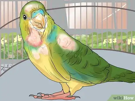 Imagen titulada Keep a Parakeet Groomed Step 11