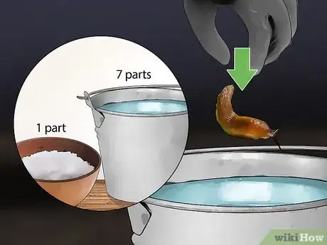 Imagen titulada Does Salt Kill Slugs Step 6