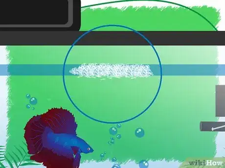 Imagen titulada Breed Betta Fish Step 14