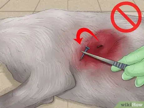 Imagen titulada Stop a Dog from Bleeding Step 2