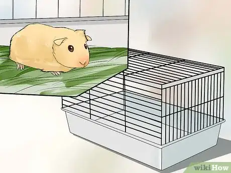 Imagen titulada Breed Standard Guinea Pigs Step 2