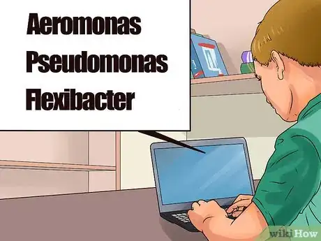 Imagen titulada Identify Finrot Step 5