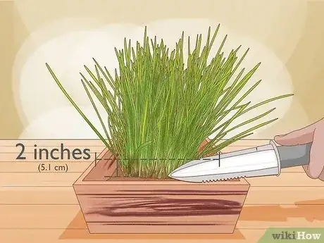 Imagen titulada Give Cat Grass to a Cat Step 10