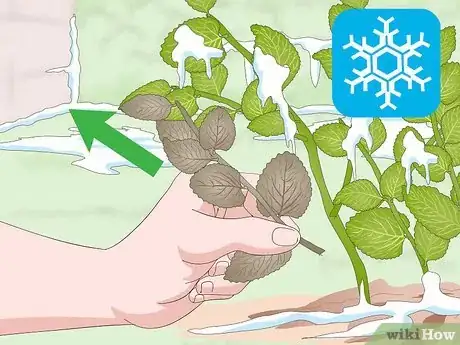 Imagen titulada Prune Oregano Step 8