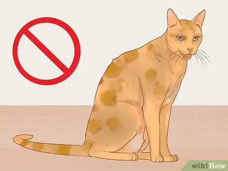 Imagen titulada Choose a Lap Cat Step 3