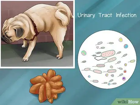 Imagen titulada Gauge Your Senior Dog's Quality of Life Step 8