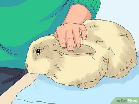 Imagen titulada Pick up a Rabbit Step 1