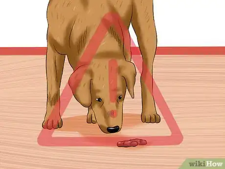 Imagen titulada Treat Hookworms in Dogs Step 10