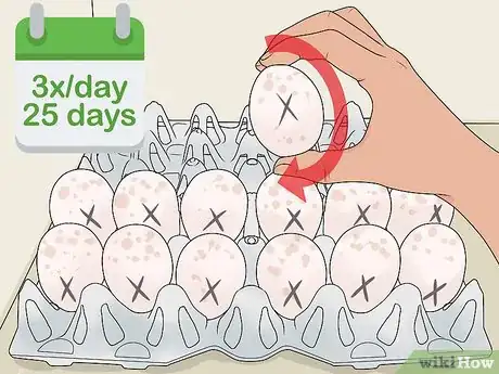 Imagen titulada Hatch Turkey Eggs in an Incubator Step 8