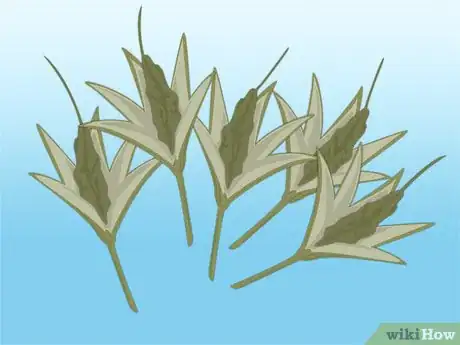Imagen titulada Propagate Azaleas Step 30