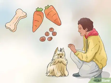Imagen titulada Care for Yorkshire Terriers Step 12