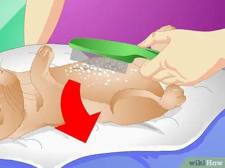 Imagen titulada Clean Your Rabbit Without Bathing It Step 7